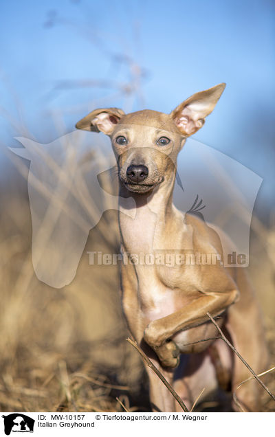 Italienisches Windspiel / Italian Greyhound / MW-10157