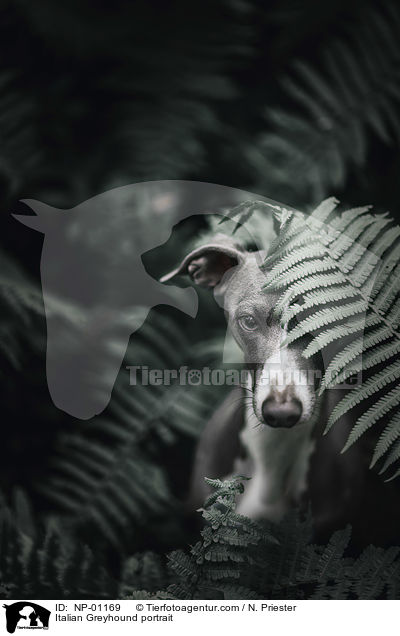 Italienisches Windspiel Portrait / Italian Greyhound portrait / NP-01169