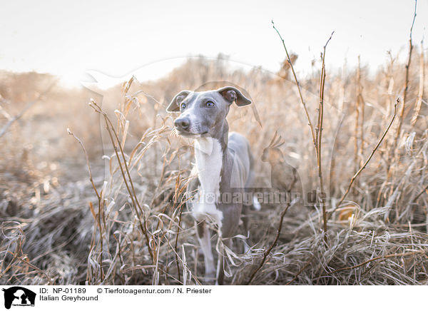 Italienisches Windspiel / Italian Greyhound / NP-01189