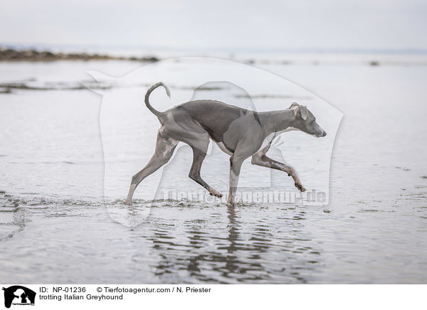 trotting Italian Greyhound / NP-01236