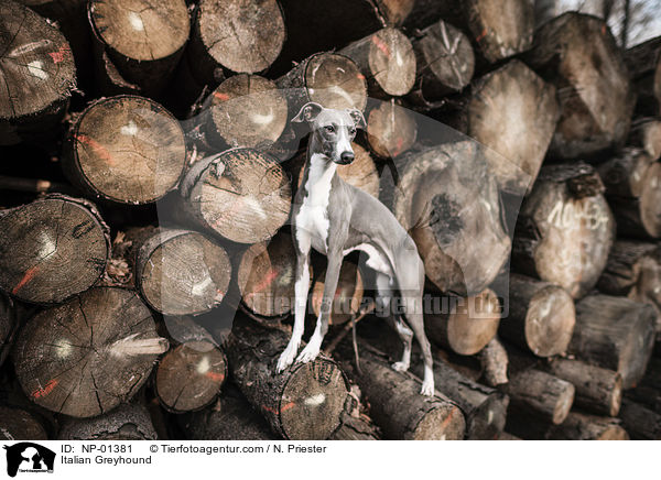 Italienisches Windspiel / Italian Greyhound / NP-01381