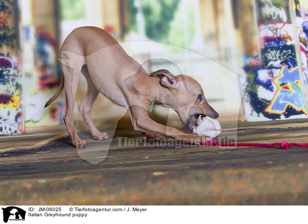 Italienisches Windspiel  Welpe / Italian Greyhound puppy / JM-06025