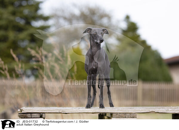 ausgewachsenes Italienisches Windspiel / adult Italian Greyhound / JEG-01732