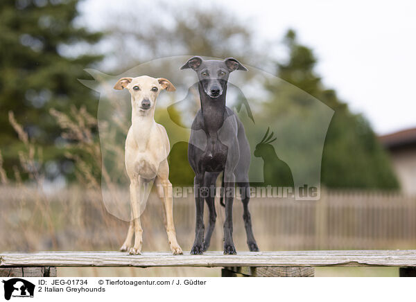 2 Italienische Windspiele / 2 Italian Greyhounds / JEG-01734