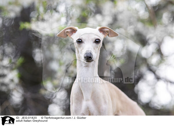 ausgewachsenes Italienisches Windspiel / adult Italian Greyhound / JEG-01820