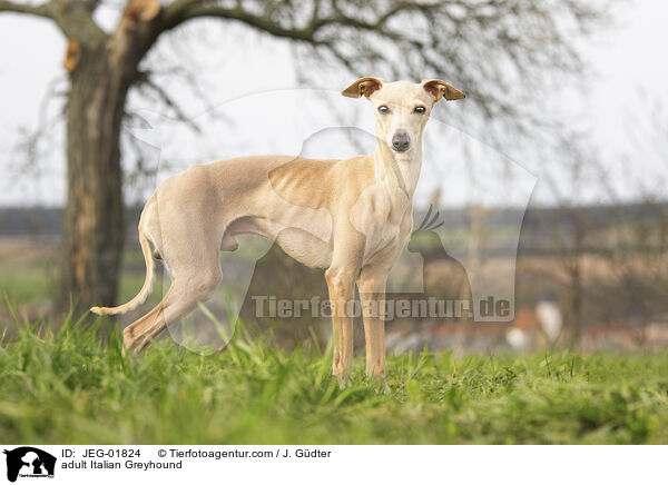 ausgewachsenes Italienisches Windspiel / adult Italian Greyhound / JEG-01824