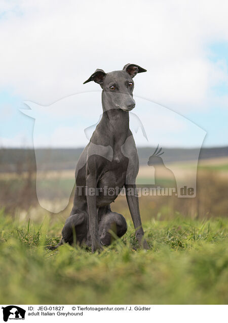 adult Italian Greyhound / JEG-01827