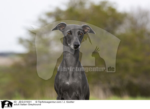 ausgewachsenes Italienisches Windspiel / adult Italian Greyhound / JEG-01831