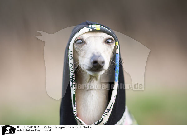 ausgewachsenes Italienisches Windspiel / adult Italian Greyhound / JEG-01851
