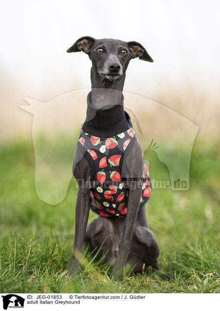 ausgewachsenes Italienisches Windspiel / adult Italian Greyhound / JEG-01853