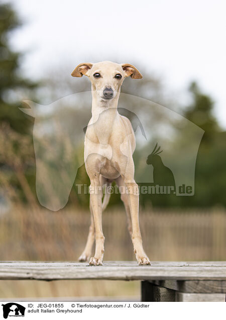 adult Italian Greyhound / JEG-01855