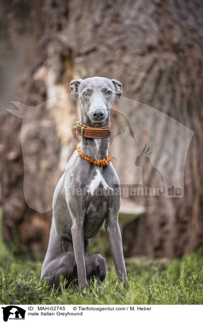Italienisches Windspiel Rde / male Italian Greyhound / MAH-02745