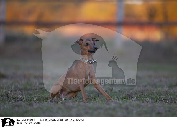 Italienisches Windspiel / Italian Greyhound / JM-14581