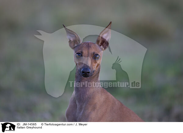 Italian Greyhound / JM-14585