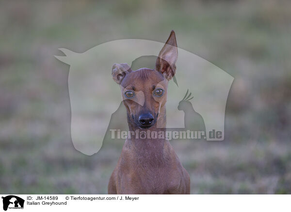 Italienisches Windspiel / Italian Greyhound / JM-14589