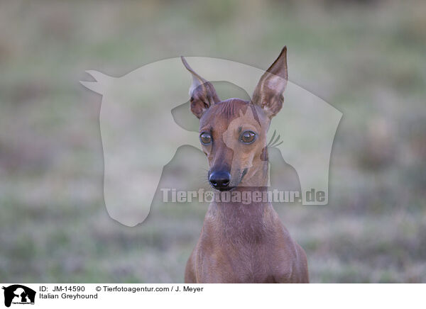 Italian Greyhound / JM-14590