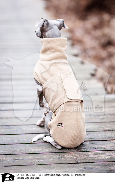 Italienisches Windspiel / Italian Greyhound / NP-03213