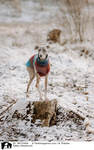 Italienisches Windspiel / Italian Greyhound / NP-03484