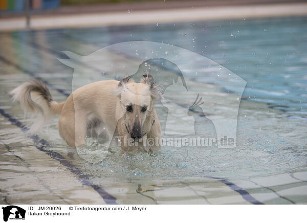 Italian Greyhound / JM-20026