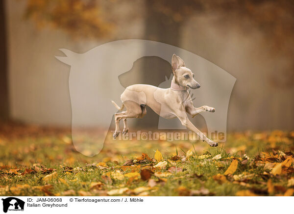 Italienisches Windspiel / Italian Greyhound / JAM-06068