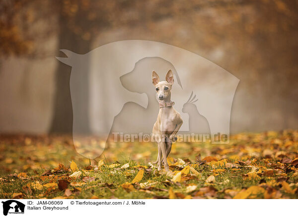 Italienisches Windspiel / Italian Greyhound / JAM-06069