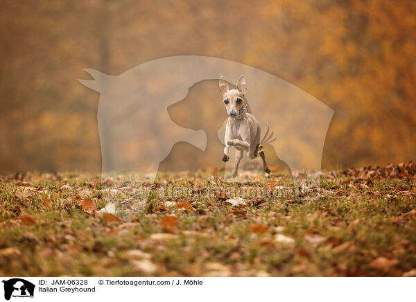 Italienisches Windspiel / Italian Greyhound / JAM-06328