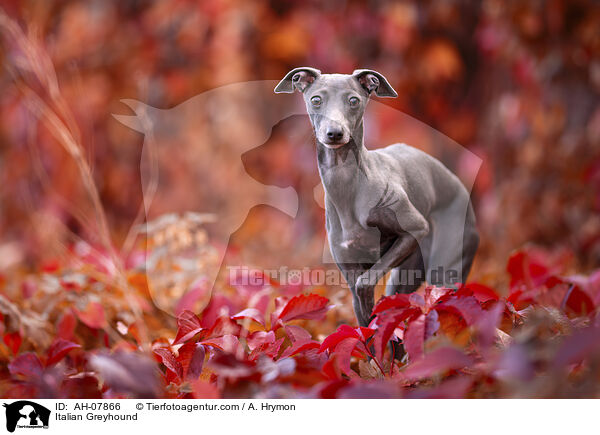 Italienisches Windspiel / Italian Greyhound / AH-07866