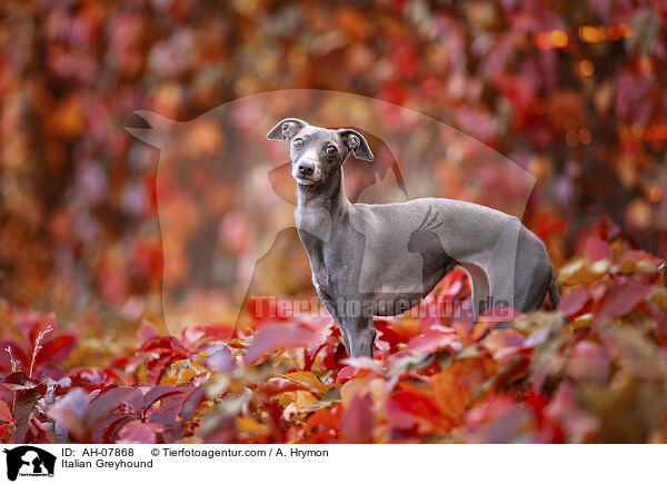 Italienisches Windspiel / Italian Greyhound / AH-07868