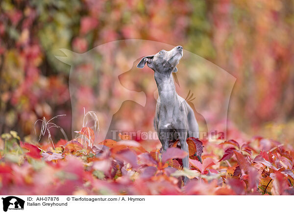Italienisches Windspiel / Italian Greyhound / AH-07876