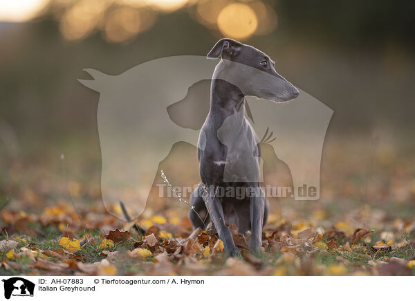 Italian Greyhound / AH-07883
