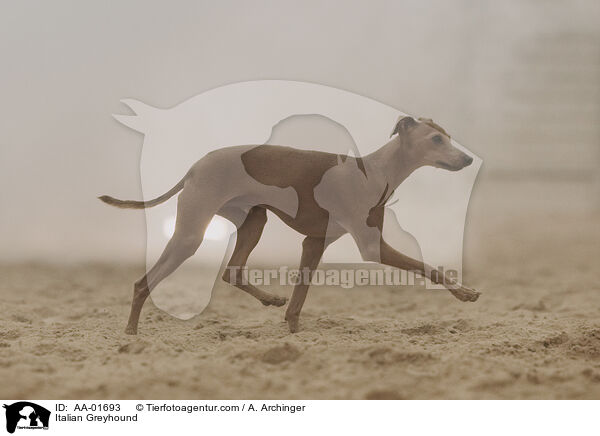 Italienisches Windspiel / Italian Greyhound / AA-01693