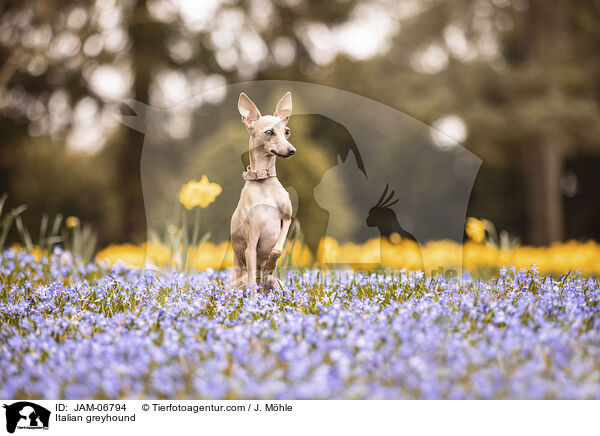 Italienisches Windspiel / Italian greyhound / JAM-06794
