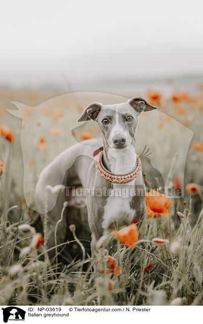 Italienisches Windspiel / Italian greyhound / NP-03619