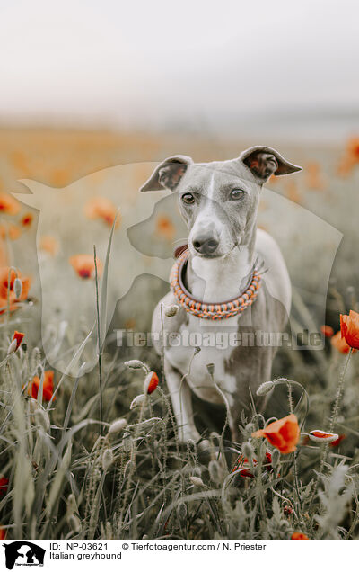 Italienisches Windspiel / Italian greyhound / NP-03621