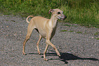 Italian greyhound
