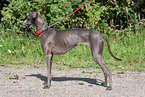 Italian greyhound
