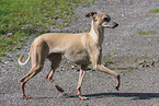 Italian greyhound