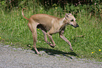 Italian greyhound