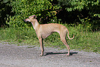 Italian greyhound