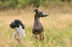 2 dogs