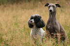 2 dogs