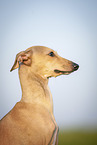 Italian Greyhound Portrait