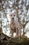 Italian Greyhound
