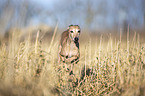 running Italian Greyhound