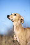 Italian Greyhound Portrait