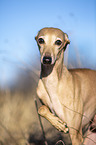 Italian Greyhound