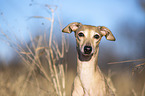 Italian Greyhound Portrait