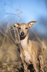 Italian Greyhound Portrait