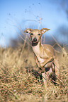 Italian Greyhound