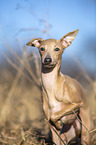Italian Greyhound